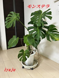 モンステラ　8号 （1228）　インテリア　観葉植物　新築祝い　開店祝い　ギフト　リゾートグリーン　ドライガーデン