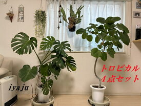 トロピカル4点セット（1229）　観葉植物（ウンベラータ、モンステラ、ビカクシダ、ディスキディア）　ギフト　新築祝い　開店祝い　開業祝い インテリア