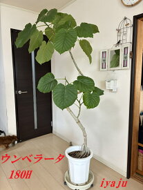 期間限定　ポイント5倍　ウンベラータ 曲がりタイプ　10号　観葉植物　オシャレなインテリア　ギフト　新築祝い　開店祝い　開業祝い