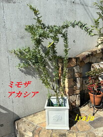 ミモザ　アカシヤ　観葉植物　新築祝い　開店祝い　ギフト　シンボルツリー