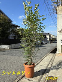シマトネリコ　10号（0219）　大型　オシャレな観葉植物　エクステリア　シンボルツリー　新築祝い　開店祝い
