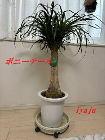 トックリラン　ポニーテール　9号　観葉植物　オシャレ　インテリアグリーン　ギフト　新築祝い　開店祝い