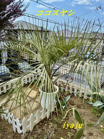楽天市場】ココスヤシ ヤシの木 10号 耐寒性ヤシ 外構エクステリア 