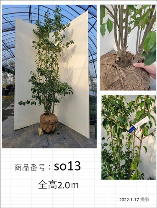 楽天市場 ソヨゴ 雌株 モチノキ科 写真で選ぶ現品発送 送料無料 全高2 0m以上 吉岡さん家のオリーブ園