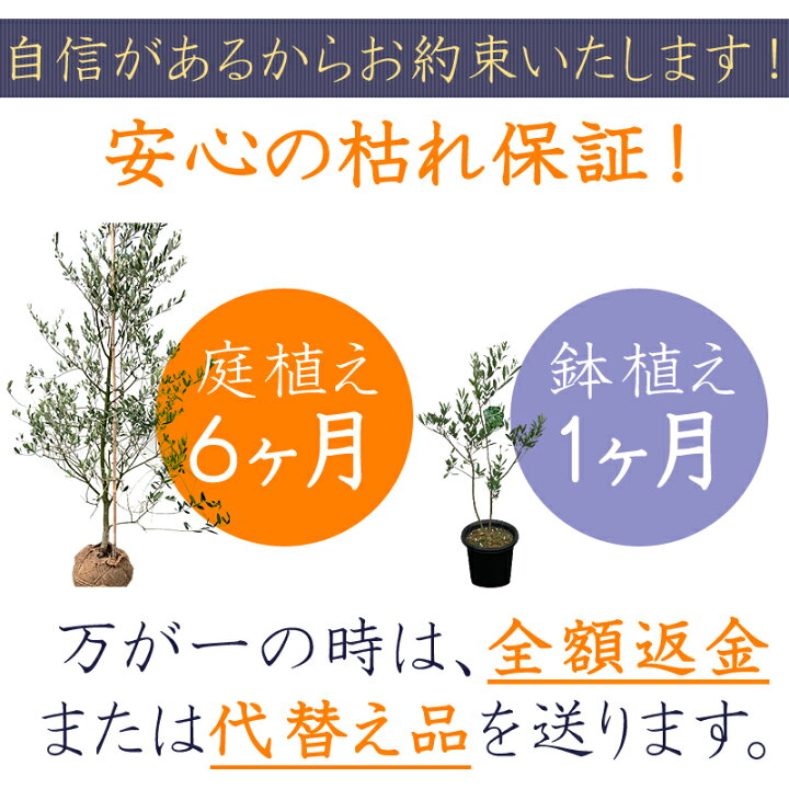 楽天市場 ソヨゴ 雌株 モチノキ科 写真で選ぶ現品発送 送料無料 全高2 0m以上 吉岡さん家のオリーブ園