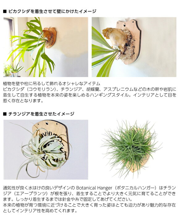 楽天市場】着生ボード 板付 ハンギング ボタニカルハンガー壁掛け 