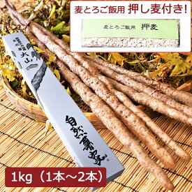 楽天市場 自然薯 通販の通販