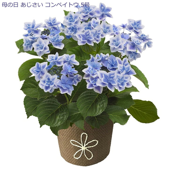 楽天市場 母の日 紫陽花 あじさい アジサイ 造花 コンペイトウ 5号 贈り物 記念日 サプライズ プレゼント フラワーバレンタイン フラワーアレンジメント ブーケ お洒落 流行 人気 可愛い 小物 代引不可 日時指定不可 予約 おむつケーキ研究所 楽天市場 母の日 紫陽花 あじさい アジサイ 造花 コンペイトウ 5号 贈り物 記念日 サプライズ プレゼント フラワーバレンタイン フラワーアレンジメント ブーケ お洒落 流行 人気 可愛い 小物 代引不可 日時指定不可 予約 おむつケーキ研究所