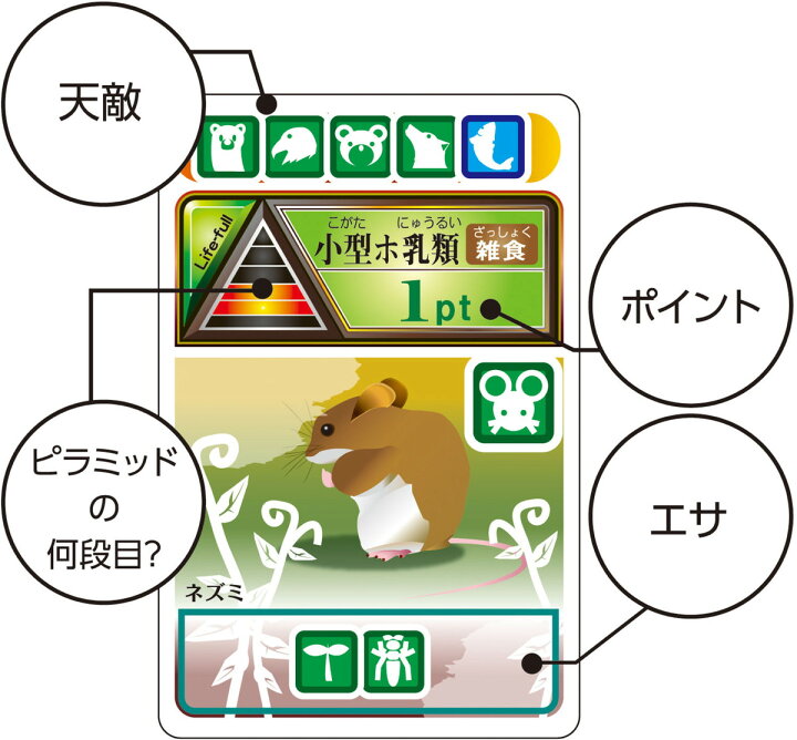 楽天市場 全品ポイント10倍 4 9 00 食物連鎖カードゲーム 生態系の秘密 自由研究 夏休み 自由課題 小学校 小学生 実験キット 実験セット 実験 キット セット 工作 子供 イベント 宿題 自由 研究 課題 理科 科学 化学 クラフト ホビー Life Styleショップm A