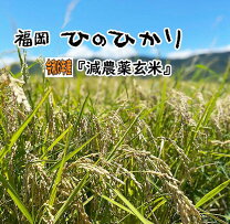 楽天市場】ヒノヒカリ 玄米 30kgの通販