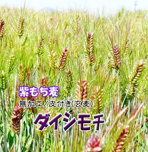 NEW  5Kg (1Kgx5) ނ ߘa6NY 2024NY _ V ͂ wV[ VN { RHi  Y BY G ` 唞 _gp[  Yn Y