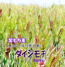 NEW 紫もち麦 5Kg (1Kgx5) もちむぎ 令和6年産 2024年産 無農薬 天日干し もち麦ごはん ヘルシー 新鮮 旬 自然食品 美味しい 国産 九州産 雑穀米 モチ麦 大麦 農薬使用ゼロ 送料無料 産地直送 特産品 むらさきもち麦 ダイシモチ 無加工 玄麦 皮付き チャック付き小袋入り