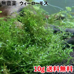 シュリンプ 水草の人気商品 通販 価格比較 価格 Com