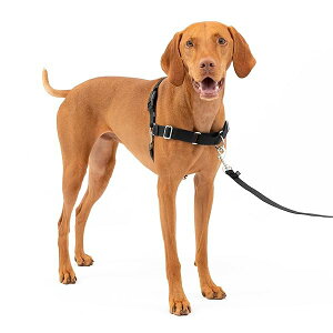 PetSafe�i�y�b�g�Z�[�t�j �C�[�W�[�E�H�[�N�n�[�l�X ���p ��������h�~ �U�� �g���[�j���O�p
