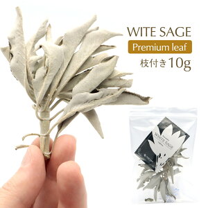 zCgZ[W }t NX^[ 10g Iʍς I v~A [t _ i JtHjAY  A} white sage Z[W̗t ׋C  ObY  hC  I[Kjb
