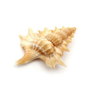 Lk p[c W قL 1 STCY 2-3cmO @L VF ޗ   nhCh H VR L f