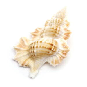 Lk p[c W قL 1 MTCY 4-5cmO @L VF ޗ   nhCh H VR L f