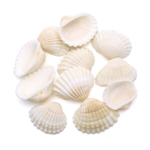 Lk p[c W nCKC 30g MTCY 2-3cmO 񖇊L DL VF ޗ   nhCh H VR nCL f