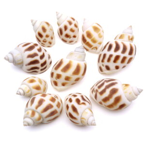 Lk p[c W oCKC 100g 2-4cmO 40  L VF ޗ   nhCh H VR L f