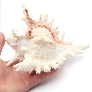 Lk eOKC 1 LLTCY 17-19cmO IuWF CeA fBXvC u p[c L VF ޗ H Be VR L f