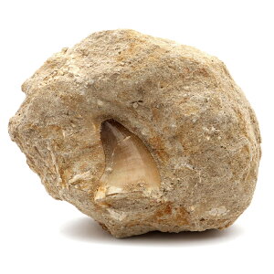 ���T�T�E���X ���� �� �� �� �{�� �����b�R�Y ���t�� 247g 1�_���� �W�{ �C��঒��� ��������I ��7,000���N�O ���� ���� �O�b�Y �肢