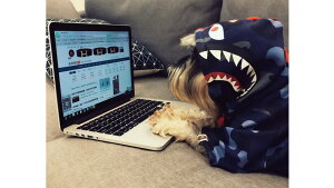 y1000~|bLzp ybgp p[J[ XEFbg 