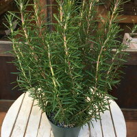 楽天市場 立ち性ローズマリー 5号鉢植え大きく育てて自分流のガーデニングに仕上げて下さい 植え替え 寄せかご 寄せ植えなどに 癒し空間 One S Garden Plants
