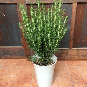 [Y}[ 6A傫ĂĎ̃K[fjOɎdグĉAւE񂹂E񂹐AȂǂɁ