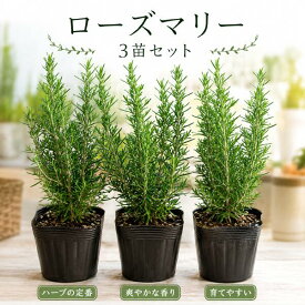 立ち性ローズマリー 3株お買い得セット販売 苗木立派に育ててシンボルハーブに♪大きく育てて自分流のガーデニングに仕上げて下さい♪植え替え・寄せかご・寄せ植えなどに♪