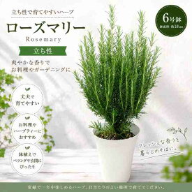 立ち性ローズマリー 6号鉢植え大きく育てて自分流のガーデニングに仕上げて下さい♪植え替え・寄せかご・寄せ植えなどに♪【送料無料】