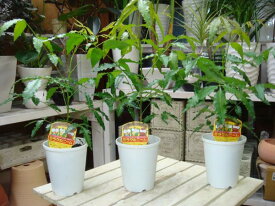 【節電対策】ミラクルニームの木♪4号鉢植え　お得な3鉢セット販売【害虫対策・防虫効果・虫よけ】エディブルフラワー（食用花）にも活用されています