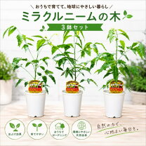 楽天市場】ミラクル フルーツ の 木の通販 ミラクルフルーツの木　在庫3