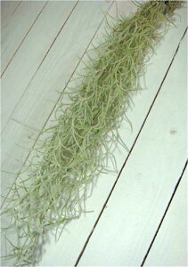 GA[vc EXlICfXiXpjbVXjCeAO[Ɂ􃂃VVœVȂǂɂԂ牺ăfBXvCĂ`WA `hVA GAvc