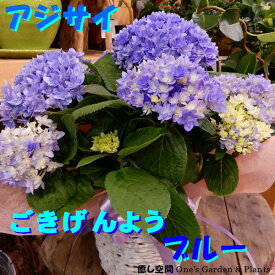 楽天市場 あじさい ごきげんようの通販