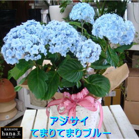 楽天市場 てまりてまり 紫の通販