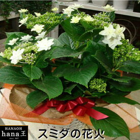 楽天市場 あじさい 鉢植え 花火の通販