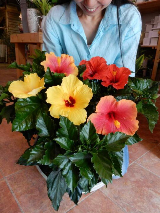 楽天市場 ハイビスカス 大株ボリューム仕上げ 人気のアソート ミックス系 寄せ植え プラスチック鉢植えで軽量化 L サイズ今日は何色が咲くかな 花のおみくじを ハワイ大好き 夏の代表 フラワーギフト 花 ギフト特集 癒し空間 One S Garden Plants