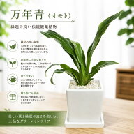 ちびちびで可愛いサイズの万年青（オモト）有田　SSサイズ♪インテリア陶器鉢♪スタイリッシュな観葉植物…