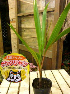 観葉植物 アウトレット 観葉植物の人気商品 通販 価格比較 価格 Com