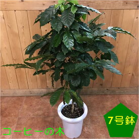 コーヒーの木 7号鉢植え自分流の室内空間に植え替えして仕上げて下さい♪アジアンチックやモダン風・トロピカル風のインテリアなどにも♪植物を愛し思いやりで大きく育てて下さい♪送料無料