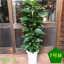 ポトス　7号鉢植え自分流の室内空間に植え替えして仕上げて下さい♪アジアンチックやモダン風・トロピカル風のインテリアなどにも♪植物を愛し思いやりで大きく育てて下さい♪送料無料