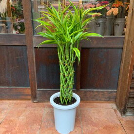 ミリオンバンブー 7号鉢植え自分流の室内空間に植え替えして仕上げて下さい♪アジアンチックやモダン風・トロピカル風のインテリアなどにも♪植物を愛し思いやりで大きく育てて下さい♪ラッキーバンブー 幸運の竹 ドラセナサンデリアーナ 送料無料