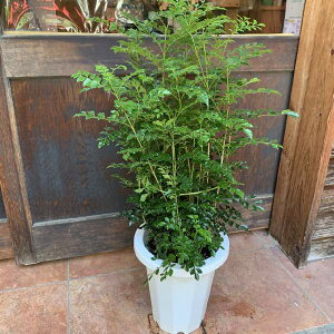 シマトネリコ 7号鉢植え自分流の室内空間に植え替えして仕上げて下さい♪アジアンチックやモダン風・トロピカル風のインテリアなどにも♪植物を愛し思いやりで大きく育てて下さい♪送