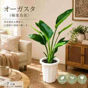 �X�g�����`�A �I�[�K�X�^ �i�X�g���`�A�j�Ɋy���� 7�����A���������̎�����ԂɐA���ւ����Ďd�グ�ĉ�������A�W�A���`�b�N�⃂�_�����E�g���s�J�����̃C���e���A�Ȃǂɂ����A��������