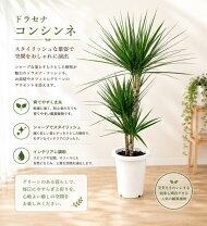 楽天市場】ドラセナ 庭（花・観葉植物｜花・ガーデン・DIY）の通販