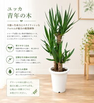 楽天市場】ユッカ エレファンティペス 斑入りの通販