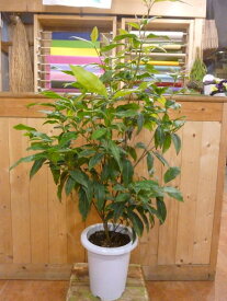 レモンマートルの木 6号鉢植えシトラール効果♪大きく育てて自分流のガーデニングに仕上げて下さい♪植え替え・寄せかご・寄せ植えなどに♪葉を1枚切ってもみほぐすと凄く良い香り♪