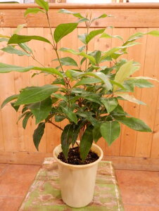 }[g̖؁@4A傫ĂĎ̃K[fjOɎdグĉVg[ʁXgX bNX sǉP n[ueB[Ŕp eʉ