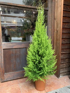 NX}X̏ɂS[hNXg@7ÃK[fjOɎdグĉAւE񂹐AȂǂɁ񂹐A̒ԏi