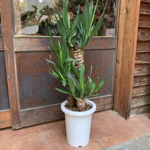 ユッカ 青年の木(エレファンティペス) 7号鉢植え自分流の室内空間に植え替えして仕上げて下さい♪アジアンチックやモダン風・トロピカル風のインテリアなどにも♪植物を愛し思いやり
